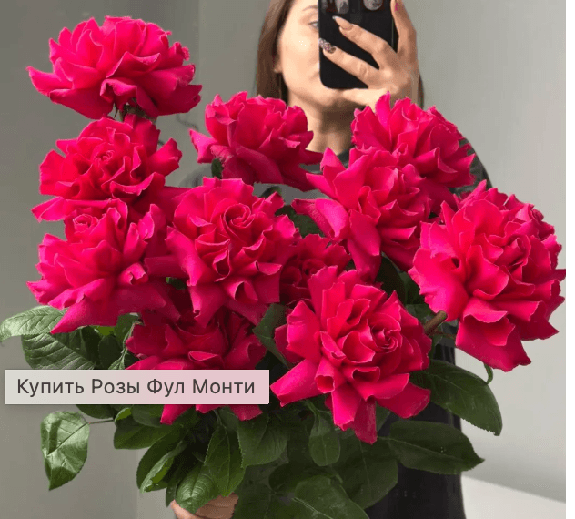 Розы Фул Монти(5шт)